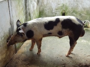 Reprodutor suíno raça Piau (Foto: Daniel Montagner/Embrapa)