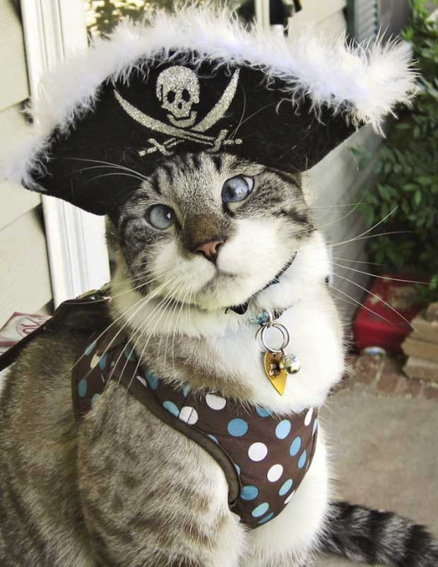 Spangles, o gatinho vesgo, vestido de pirata (Foto: Reprodução/Facebook)