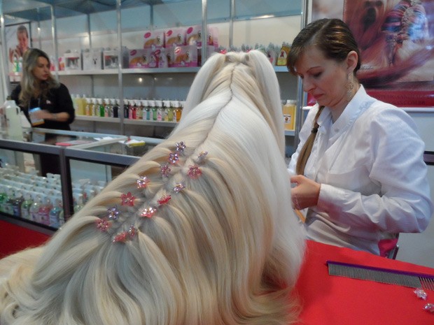 Duda sendo penteada pela dona, a esteticista canina Simone Garotti (Foto: Lilian Quaino/G1)