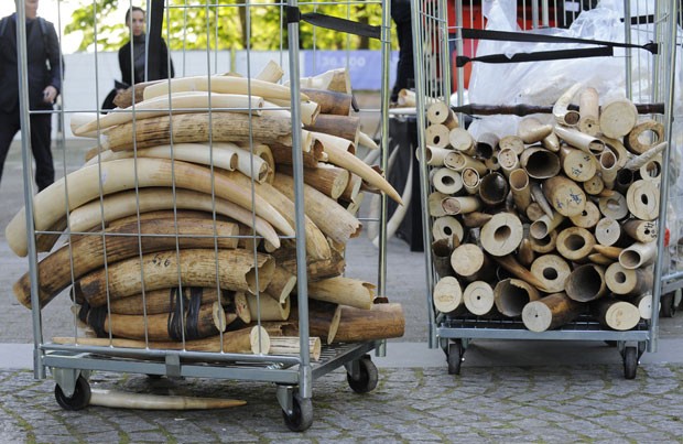 Peças de marfim que foram apreendidas nos últimos 25 anos foram destruídos em Bruxelas (Fot John Thys/AFP)