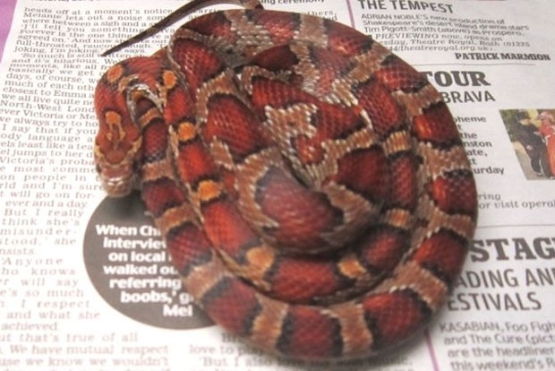 Cobra foi encontrada no parapeito de janela de apartamento. (Foto: Divulgação/SPCA)