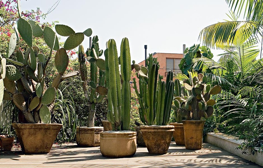 jardim flores que gostam de sol:são ideais para áreas externas. Eles gostam de muitas horas de jardim flores que gostam de sol:são ideais para áreas externas. Eles gostam de muitas horas de