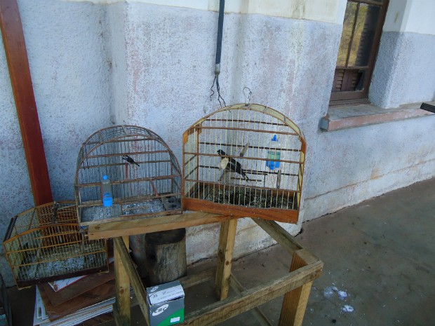 Apreensão pássaros Itapetininga (Foto: Divulgação / Polícia Militar Ambiental)