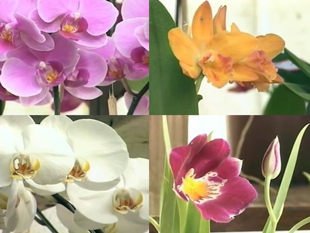 Diversas espécies de orquídeas em Alegrete, RS (Foto: Reprodução/RBS TV)