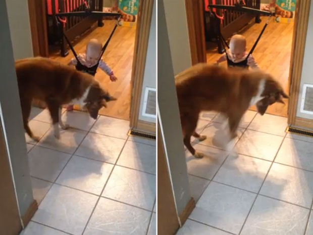 Vídeo mostra cão ensinando bebê a pular em balanço (Foto: Reprodução/YouTube/Sabrina Sauve)