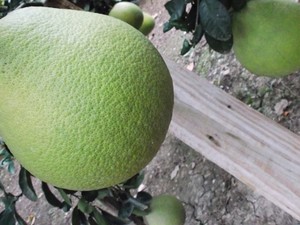 Árvore de Pomelo foi identificada também em uma fazenda de Turvo, no Sul de SC (Foto: Patrícia da Silva/VC no G1)