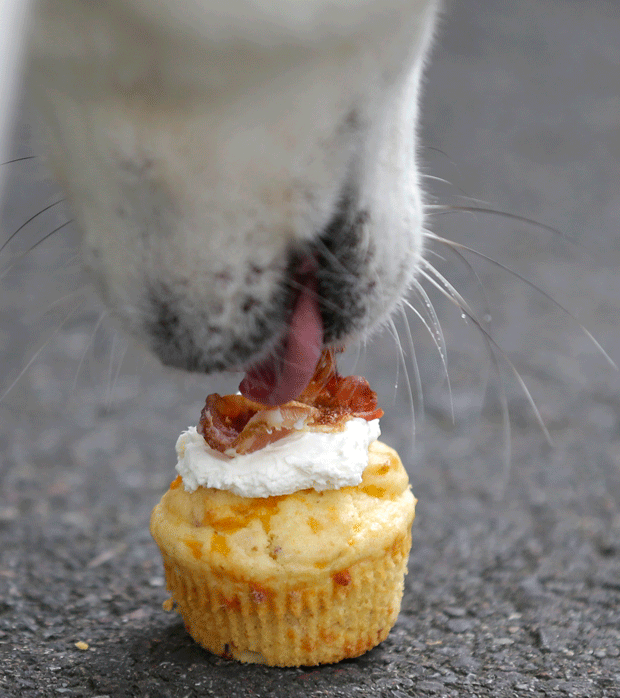 Cidade dos EUA tem food truck especializado em comida de cachorro (Foto: Ted S. Warren/AP) Cidade dos EUA tem food truck especializado em comida de cachorro (Foto: Ted S. Warren/AP)