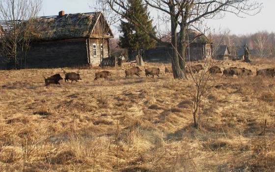 Um grupo de javalis passa por uma vila abandonada na zona de exclusão de Chernobyl (Foto: Valeriy Yurko/Polessye State Radioecological Reserve)