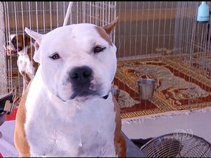 83 cachorros disputam títulos na etapa de Palmas do circuito (Foto: Reprodução/TV Anhanguera) 83 cachorros disputam títulos na etapa de Palmas do circuito (Foto: Reprodução/TV Anhanguera)