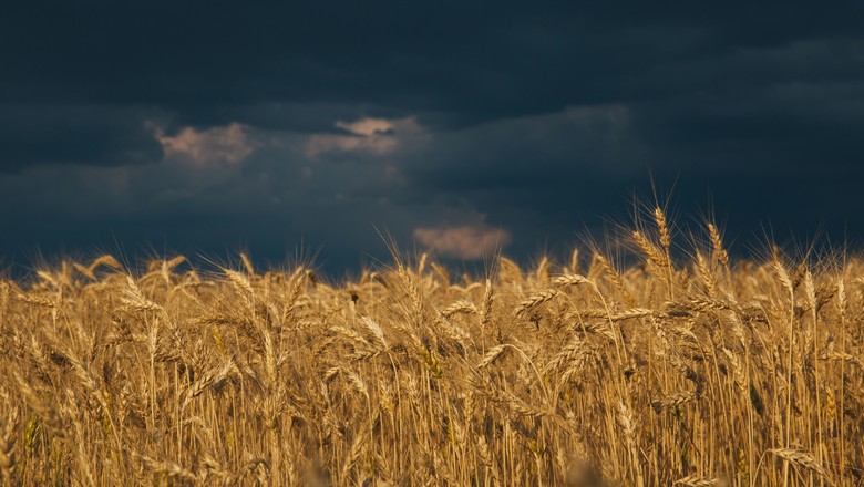 Campo de trigo ao pôr do sol após a chuva (Foto: Envato Elements/belyaaa)