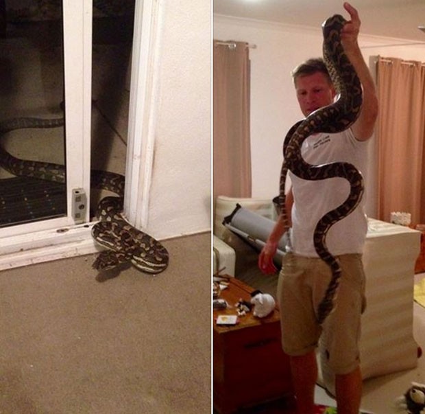 Píton entrou na sala de casa após dona deixar porta aberta (Foto: Reprodução/Facebook/Sunshine Coast Snake Catchers 24/7) Píton entrou na sala de casa após dona deixar porta aberta (Foto: Reprodução/Facebook/Sunshine Coast Snake Catchers 24/7)