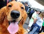 Paulista tem ato por direitos dos animais (Cris Faga/Fox Press Photos/Estadão Conteúdo)