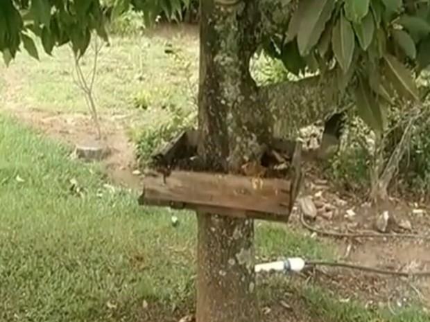 Colmeia foi retirada de uma árvore e abelhas exterminadas  (Foto: Reprodução / TV TEM)