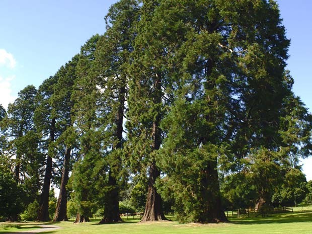 Sequoia é uma das espécies ameaçadas (Foto: Frédéric Didillon / Biosphoto / AFP)
