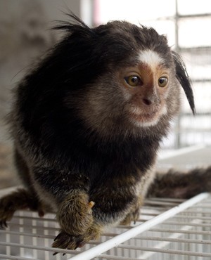 O macaco sagui costuma ser temperamental, dizem especialistas (Foto: Flávio Moraes/G1)