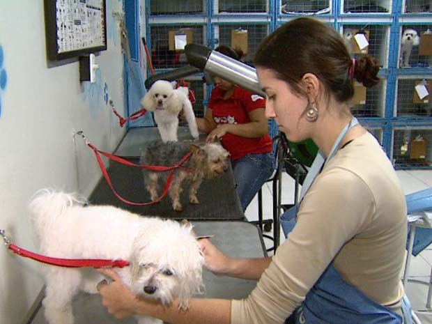 Pet shop e criadores investem em segurança para evitar furtos de filhotes de raça em Ribeirão (Foto: Reprodução/EPTV) Pet shop e criadores investem em segurança para evitar furtos de filhotes de raça em Ribeirão (Foto: Reprodução/EPTV)