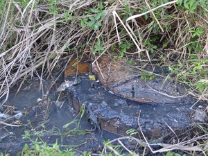 Esgoto é jogado em área de preservação ambiental (Foto: Anne de Freitas/ G1 RR)