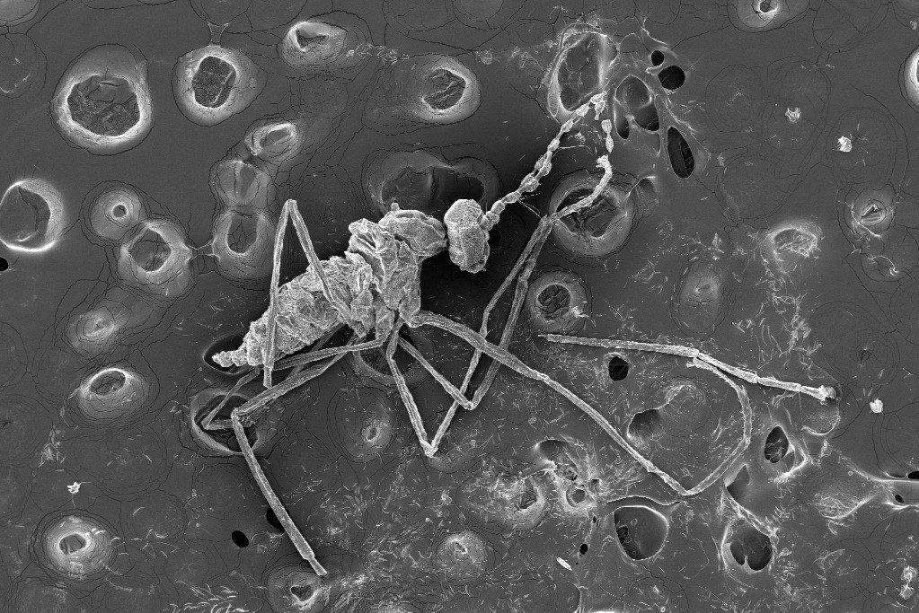 - Imagem de microscopia eletrônica de varredura de macho de inseto galhador da espécie Dasineura occulta (Foto: Divulgação/Maria Virginia Urso-Guimarães)