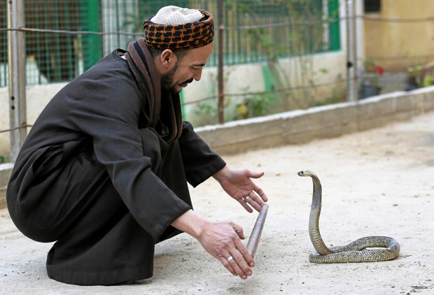 Estima-se que as cobras matem por ano cerca de 50 mil pessoas (Foto: Mohamed Abd El Ghany/Reuters)