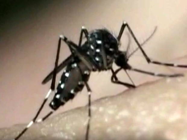 Mosquito Aedes aegypti, transmissor do vírus da zika (Foto: Reprodução / EPTV)