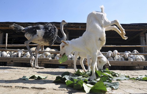 Animal, com 8 meses de idade, teria aprendido a comer e andar com as patas dianteiras com apenas 3 dias de vida (Foto: Reuters)