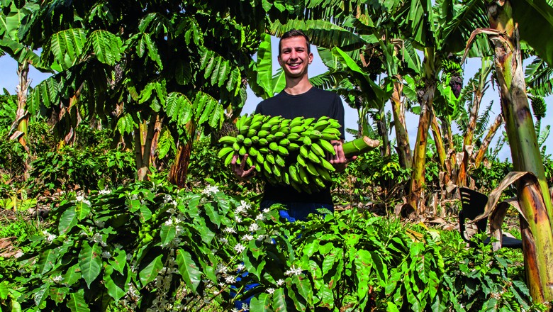 Consórcio - Eduado Ferreira de Souza, em dois anos e meio, colheu três safras de banana, o que garante fluxo e caixa extra. (Foto: Rogerio Albuquerque)