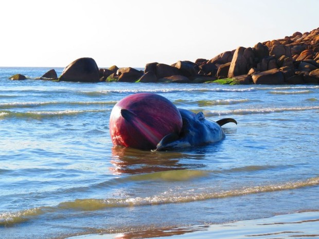 Biólogos fazem necropsia na baleia na manhã desta sexta (15) (Foto: João Baiuka/Divulgação)
