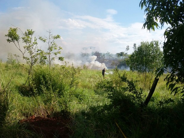 Fogo atingiu uma área de vegetação (Foto: Stephanie Fonseca/G1)