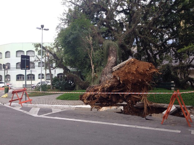 Árvore centanária caiu na região central de São José. (Foto: Arthur Costa/TV Vanguarda)
