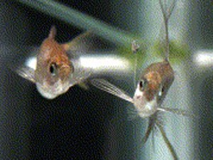 Peixes da espécie 'Corynopoma riisei' (Foto: Current Biology/Reprodução)