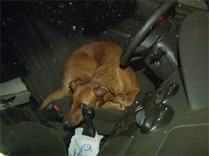 Cadela ficou 5h dentro de carro em shopping de Campinas (Foto: Reprodução EPTV)