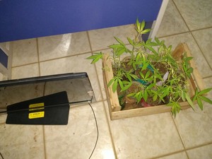 Casal é preso suspeito de aliciar menores para tráfico de drogas em Vilhena (Foto: Carlos Franco/Extra de Rondônia) Casal é preso suspeito de aliciar menores para tráfico de drogas em Vilhena (Foto: Carlos Franco/Extra de Rondônia)