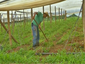 Produtores já esperavam bons resultados do PIB agrícola em Itapeva (Foto: Reprodução/TV TEM)