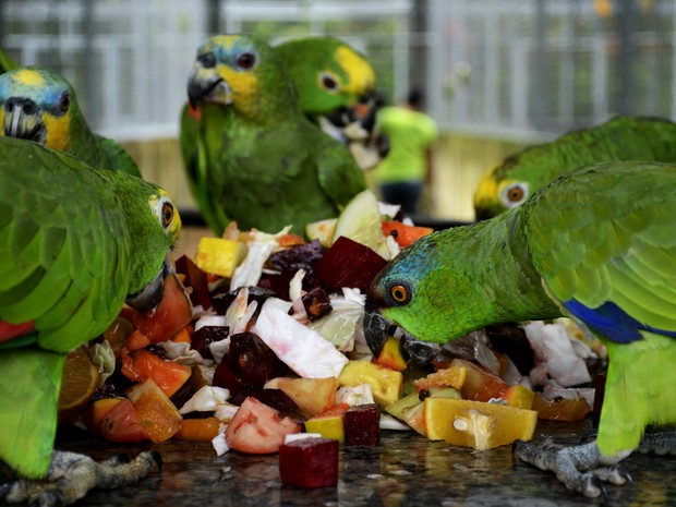 Animais estão sendo cuidados no centro de tratamento do Ibama em Macapá (Fot Abinoan Santiago/G1)