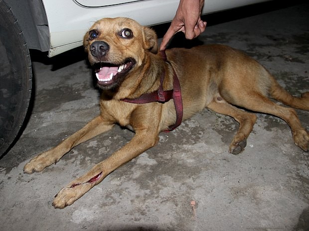 Cão que teria sido atacado por pitbull tinha ferimento na pata e cabeça   (Foto: Jamile Alves/G1 AM)