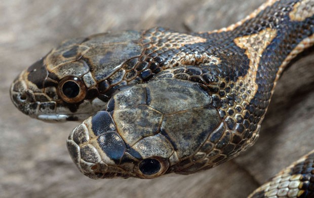 Especialistas australianos - país com uma das maiores concentrações de cobras venenosas do mundo - explicam que o fenômeno se deve ao fato de dois núcleos que não se partiram da forma correta, gerando uma única cobra com duas cabeças (Foto: Jason Talbott/Caters News)