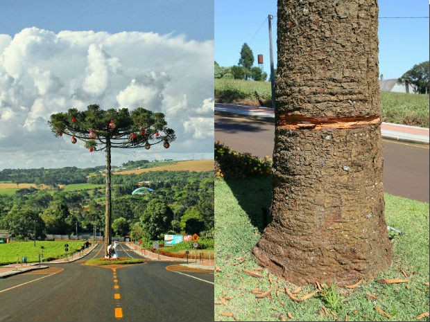 Araucária que fica no meio da rua em Pato Branco teve parte do tronco cortada por vândalos (Foto: Dan Jaeger/ Arquivo pessoal e Prefeitura de Pato Branco/ Divulgação) Araucária que fica no meio da rua em Pato Branco teve parte do tronco cortada por vândalos (Foto: Dan Jaeger/ Arquivo pessoal e Prefeitura de Pato Branco/ Divulgação)