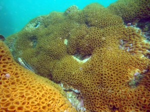 Coral conhecido como &#39;Baba-de-boi&#39; (Foto: Edson Chuck/Arquivo pessoal)