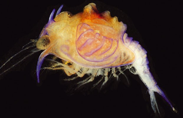 'Larva-monstro' possui pele grossa, tamanho arredondado e calombos pelo corpo (Foto: Universidade George Washington/Divulgação)