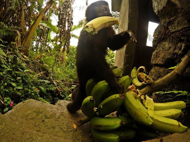Macaquinho foi registrado roubando bananas deixadas em Peruíbe, SP (Foto: Guilherme Eleuterio / Arquivo Pessoal) Macaquinho foi registrado roubando bananas deixadas em Peruíbe, SP (Foto: Guilherme Eleuterio / Arquivo Pessoal)
