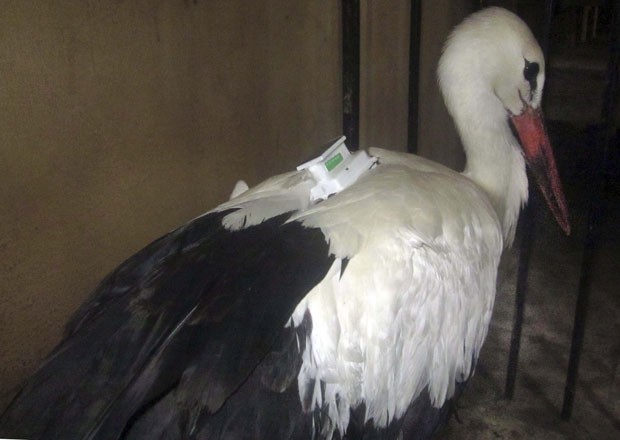 Cegonha levava apenas um identificador instalado por pesquisadores franceses para acompanhar o movimento migratório (Foto: AP)