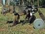 Cachorro do mato usa rodas para andar (Reprodução / TV TEM)