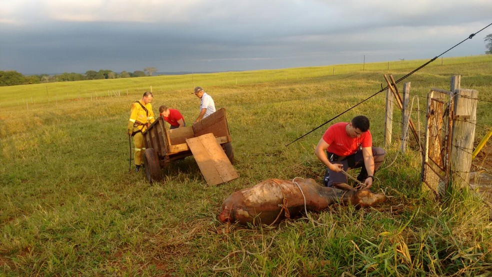 Apesar de muito ferido, animal foi resgatado com vida e entregue ao proprietário (Foto: Corpo de Bombeiros/Cedida)