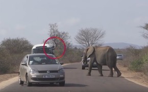 Ato poderia ter provocado um ataque dos animais (Foto: Reprodução/YouTube/Africa Adventures) Ato poderia ter provocado um ataque dos animais (Foto: Reprodução/YouTube/Africa Adventures)
