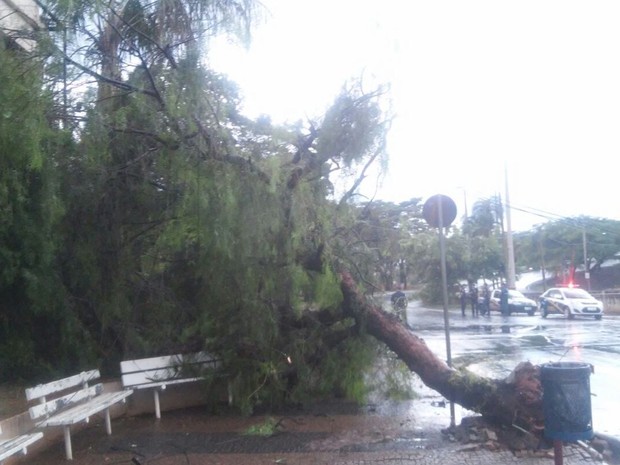 Uma rvore caiu prximo a viaduto da Avenida Andal (Foto: TEM Voc)