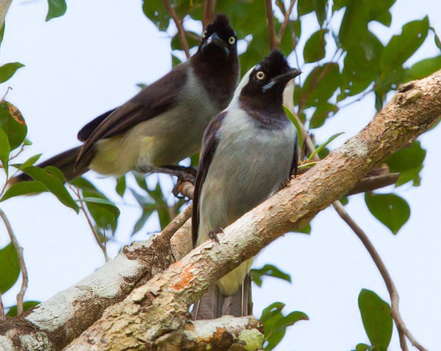 PAPA-CAPIM-CINZA (Sporophila intermedia) CANTANDO AO VIVO NA NATUREZA-Canto  Pássaro Papa Capim Cinza