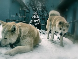 cachorro akita