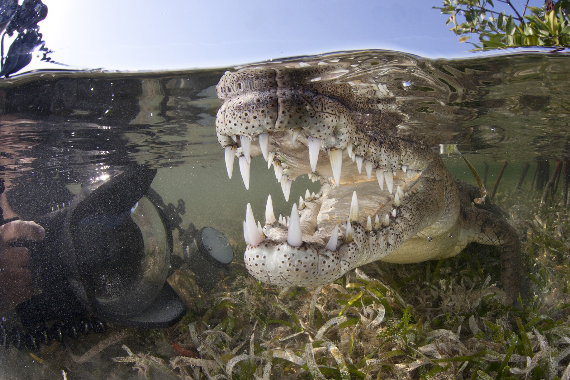 Siba gigante. #documentario #animaisincríveis #mundoanimal #documentar