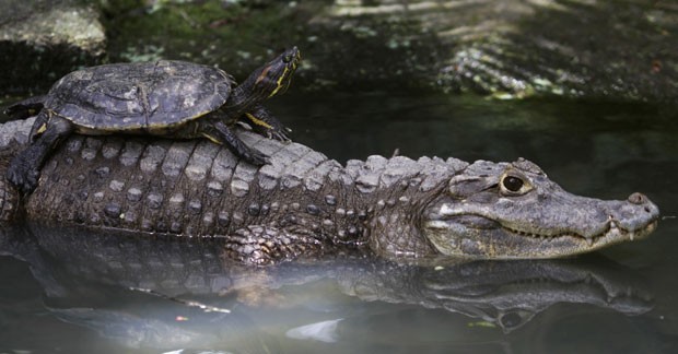 Em agosto de 2012, uma tartaruga foi flagrada pegando uma carona nas costas de um aligátor (jacaré americano) no zoológico de Summit na Cidade do Panamá, no Panamá (Foto: Carlos Jasso/Reuters)
