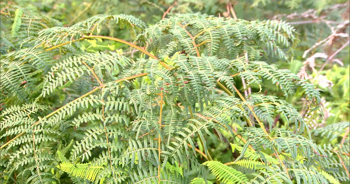 Globo Repórter Samambaias assassinas ameaçam a diversidade vegetal no